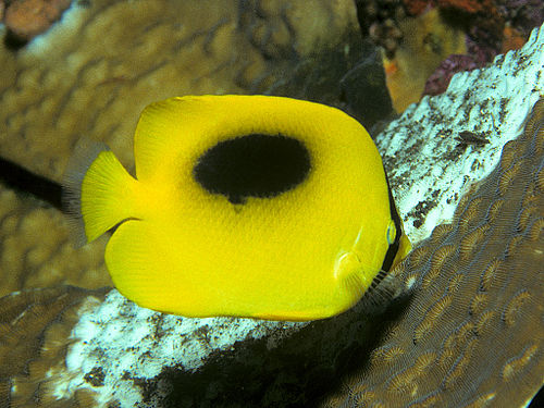 Mirror butterflyfish